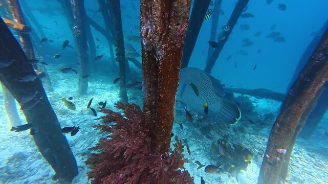 Underwater Wonders of the Tropical Reef with  Bumphead parrotfish  as Beauty of Coral Reef Biodiversity with ocean sea background	