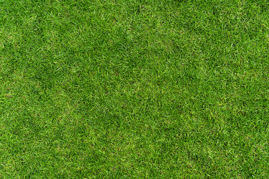 NATURAL GREEN GRASS, FRESH GREEN GRASS, PLAYGROUND, PARK GRASS BACKGROUND 