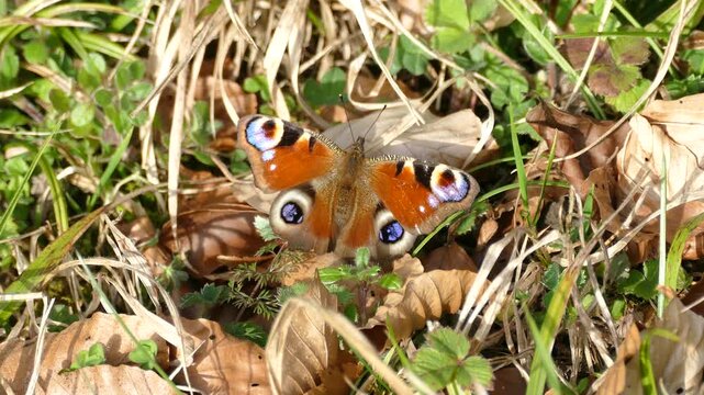 European peacock butterfly (Aglais io) sitting on brown leaf in Zurich, Switzerland