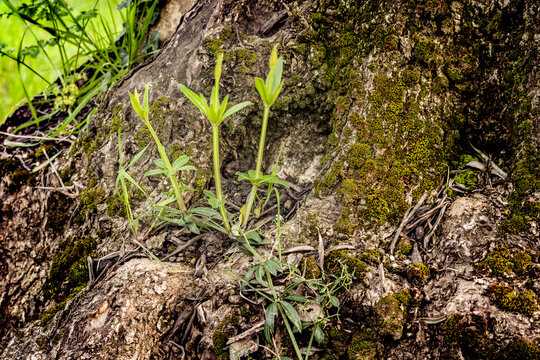 Piantina che spunta nell&rsquo;incavo di un tronco di olivo