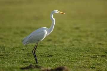 Fototapeta premium The great egret (Ardea alba), also known as the common egret,
