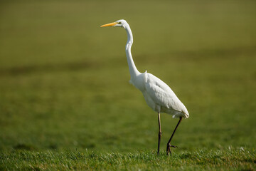 Fototapeta premium The great egret (Ardea alba), also known as the common egret,