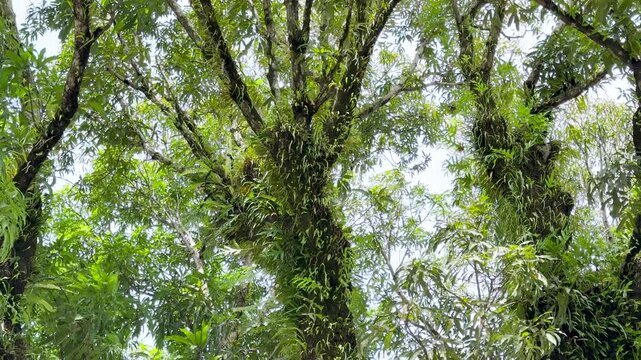 Lush Tropical Rainforest Canopy with Epiphytes and Ferns in Palau