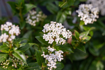 Naklejka premium Viburnum tinus blooming in spring