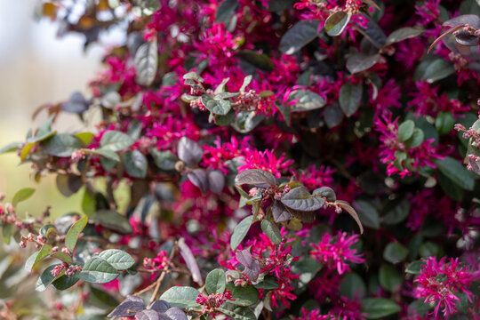 Loropetalum blooming in early spring