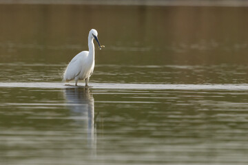 Obraz premium The great egret (Ardea alba), also known as the common egret,