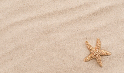 Fototapeta premium Top view of a sandy beach with starfish as natural textured background. Summer and vacation banner. Flat lay.