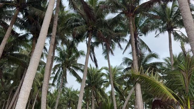 A relaxing 4K horizontal low-angle shot looking up at the tall trunks and green fronds of tropical coconut palm trees gently swaying against a cloudy sky. Perfect for island vacation concepts.