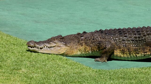 Saltwater Crocodile Crawling Across Green Grass in Bright Sunlight