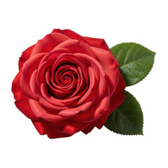 Fototapeta premium Vibrant Red Rose with Green Leaves isolated on transparent background