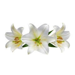 Obraz premium Three white lilies isolated on transparent background