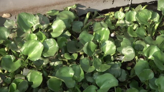 Water hyacinth, Eichhornia crassipes on river