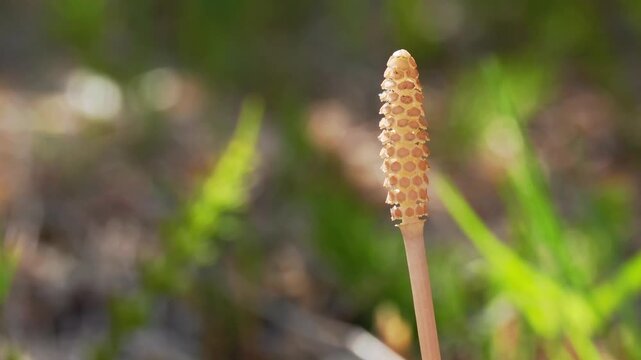 Tokyo, Japan - March 17, 2026: Closeup of horsetails or Equisetum in a garden