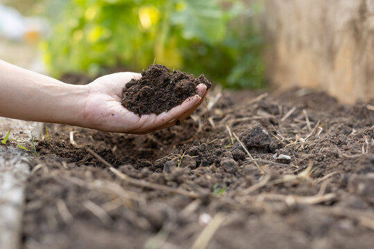 Closeup hand holding rich organic compost soil for plant growth
