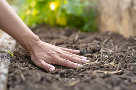 Sustainable soil care with hand touching ground in organic garden