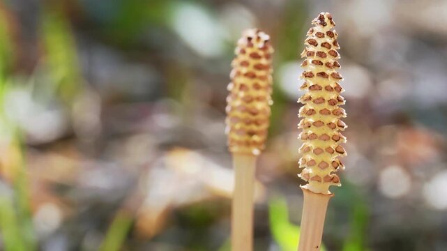 Tokyo, Japan - March 17, 2026: Closeup of horsetails or Equisetum in a garden