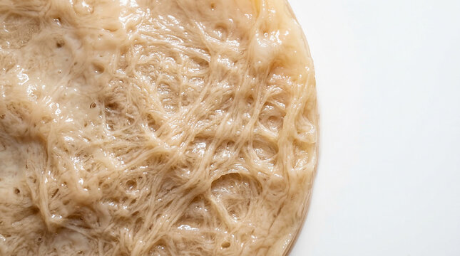 Kombucha SCOBY Pellicle Surface Macro Cellulose Texture White Background Studio Fermentation Photography