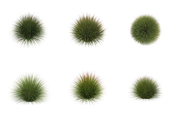 Obraz premium Collection of six green fluffy ornamental grass bushes, top and side views, isolated on transparent background