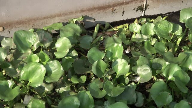 Water hyacinth, Eichhornia crassipes on river
