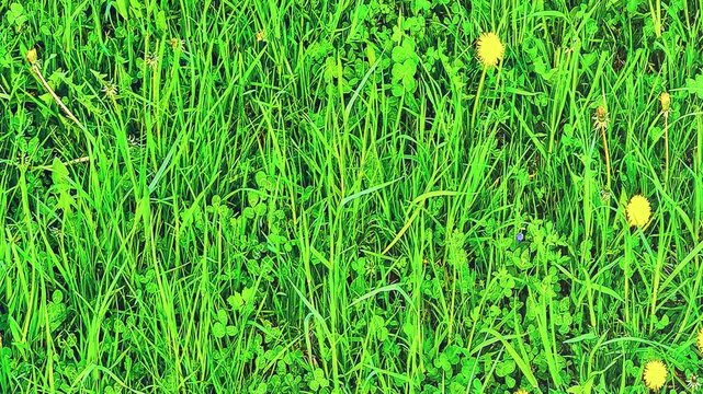 Green grass clover and dandelions seamless loop background texture, 4k resolution.