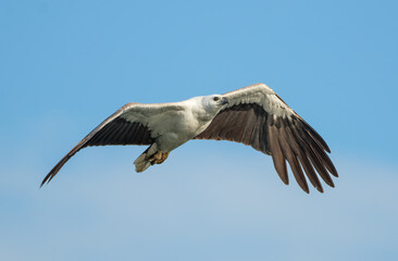 Fototapeta premium White-tipped hawk soars against clear blue sky