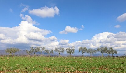 Naklejka premium Row of just pruned olive trees in a field under blue cloudy sky on springtime. Background for copy space.