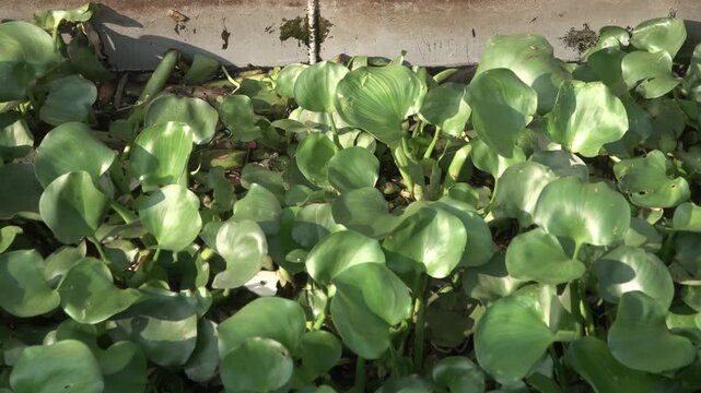 Water hyacinth, Eichhornia crassipes on river
