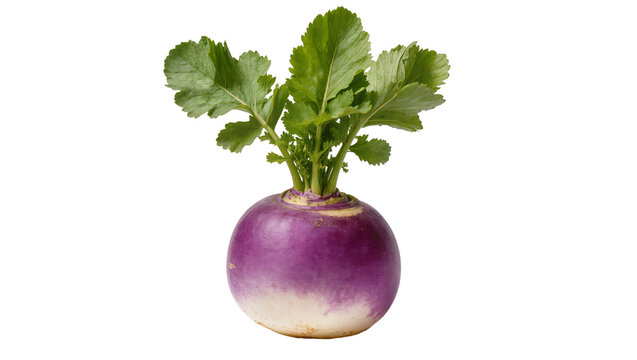 Vibrant fresh turnip with lush green leaves, showcasing its distinctive purple and white root, isolated PNG on transparent background, healthy vegetable