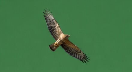 Fototapeta premium Majestic Bird of Prey Soaring Through Clear Sky with Outstretched Wings