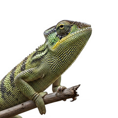 Fototapeta premium Green chameleon on branch, close-up, isolated on a transparent background