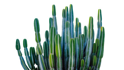 Vibrant green columnar cacti cluster, a striking desert plant arrangement isolated on a clean background, perfect for botanical designs © Vasilis