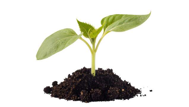 Vibrant green seedling emerging from rich dark soil, a symbol of new life and growth, isolated plant on transparent background PNG