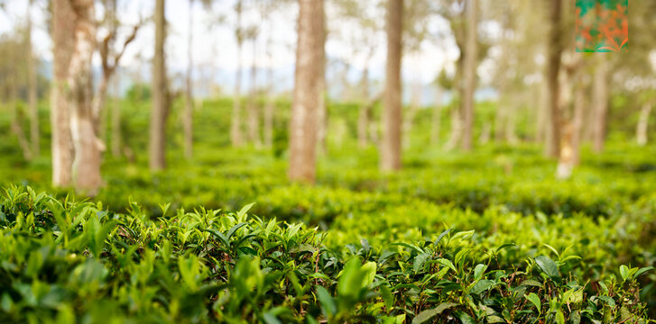 Panoramic view on tea highland plantation. Soft,  background reveals silhouettes of tree trunks creating serene and natural atmosphere. Perfect for concepts of nature and traditional tea industry