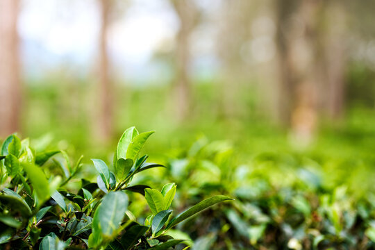 Close-up of tea leaves growing on lush green bushes in highland plantation. Concepts of agriculture, nature and traditional tea industry in Asia.