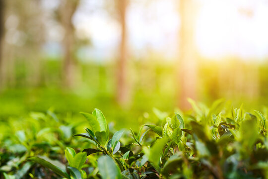 ea leaves growing on lush green bushes in highland plantation. Background reveals silhouettes of tree trunks creating serene and natural atmosphere. Concepts of nature and traditional tea industry
