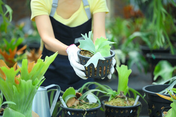 Closeup woman holding staghorn fern plant in pot © Prathankarnpap
