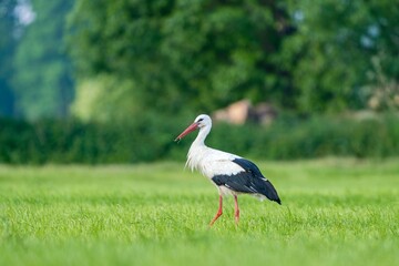Fototapeta premium A white stork walks on the meadow. A White stork walks in the nature habitat. Ciconia ciconia.