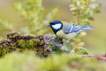 Obraz premium A great tit sits on a tree stump. A great tit in the nature habitat. Parus major. A colorful titmouse in the garden. 