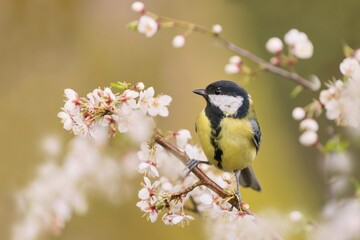 Fototapeta premium A great tit sits on a nice flowering branch. A great tit in the nature habitat. Parus major. A colorful titmouse in the garden. 