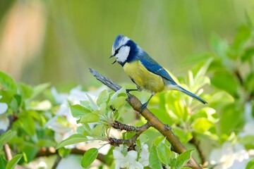 Fototapeta premium A blue tit sits on anice blooming apple branch. A cute blue tit sits on a flowering tree. Cyanistes caeruleus