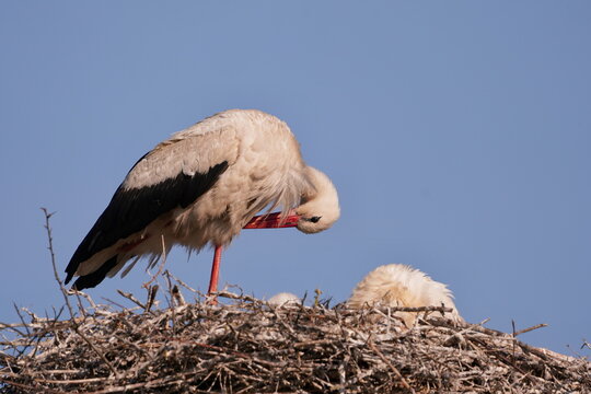 A white stork sits on its nest with its young. A White stork walks in the nature habitat. Ciconia ciconia.