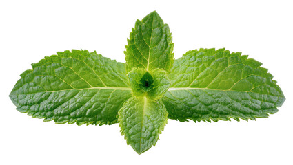 Fresh vibrant green mint leaves, symmetrically arranged, isolated on transparent background, aromatic culinary herb PNG for cooking and refreshing drinks © Vasilis