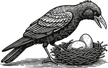 Fototapeta premium black crow bird standing near nest with eggs, detailed vintage engraved illustration of raven nature wildlife