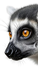 Fototapeta premium Close up portrait of ring tailed lemur with orange eyes on transparent background