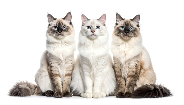 Three cats sitting together (1)