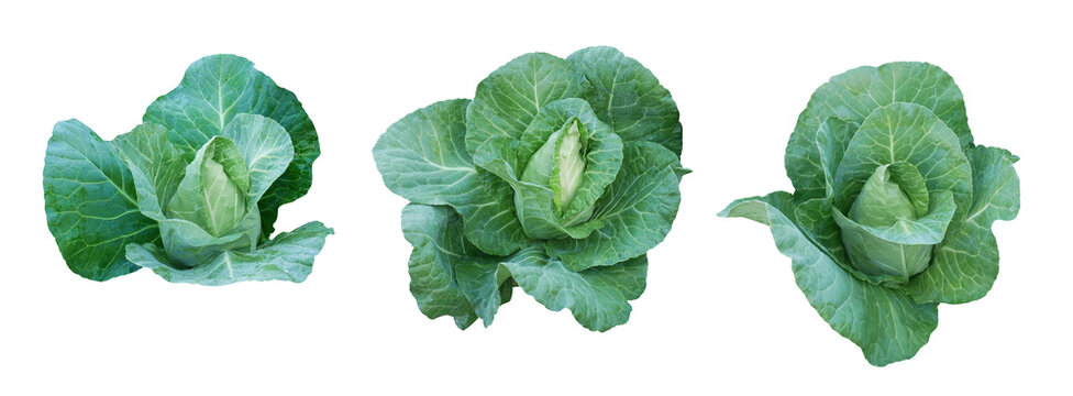 Green pointed cabbage set isolated on transparent background
