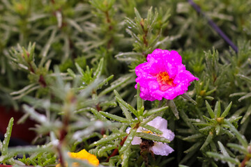 Fototapeta premium Vibrant pink stone flower surrounded by green foliage and glistening water droplets after a gentle rain, showcasing nature's beauty in a peaceful garden.