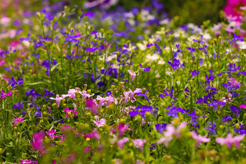 Fototapeta premium Beautiful lobelia erinus flowers create a vibrant display in a garden. The mix of purple, pink, and white blossoms brings life to the green landscape in spring.