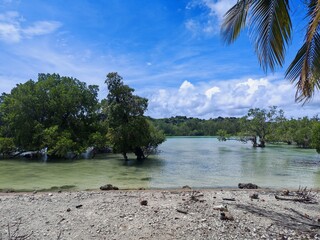 Mangrove Forest, Rote, Timor, Indonesia © Joanna