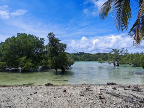 Mangrove Forest, Rote, Timor, Indonesia